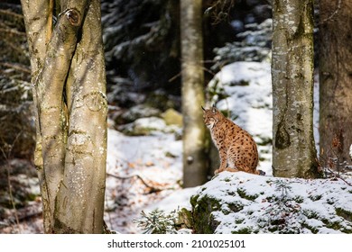 1,086 Lynx teeth Images, Stock Photos & Vectors | Shutterstock