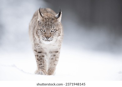 The Eurasian lynx (Lynx lynx) walks in a snow winter landscape in the morning sunrise.  Portrait of a wild cat in the nature habitat.