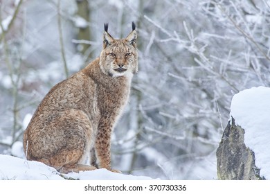 A eurasian lynx in winter