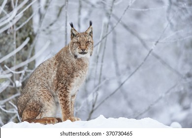 A eurasian lynx in winter
