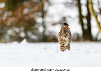 Eurasian Lynx (Lynx Lynx) In The Winter Forest In The Snow, Snowing. Big Feline Beast, Young Animal.