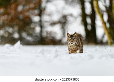 Eurasian Lynx (Lynx Lynx) In The Winter Forest In The Snow, Snowing. Big Feline Beast, Young Animal.