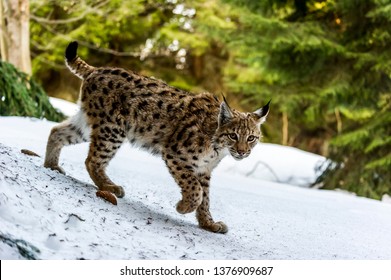 Lynx Obrazy Zdjecia Stockowe I Wektory Shutterstock