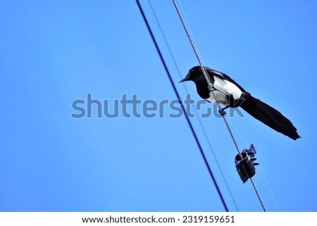 Eurasian magpie, an auspicious black and white bird perched on an electric wire under a clear sky