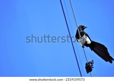 Eurasian magpie, a black and white bird of fortune perching on a power line, photographed from below