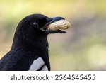 The Eurasian Magpie eats insects, fruits, and seeds. Photo captured at Baldoyle Racecourse, Dublin, Ireland.