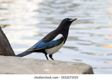 A Eurasian Magpie Standing By The River