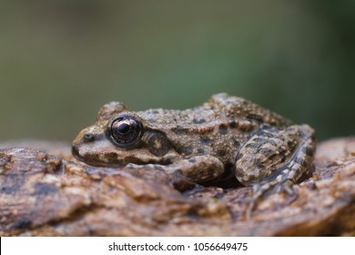 Eurasian Marsh Frog