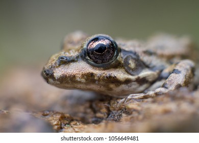 Eurasian Marsh Frog