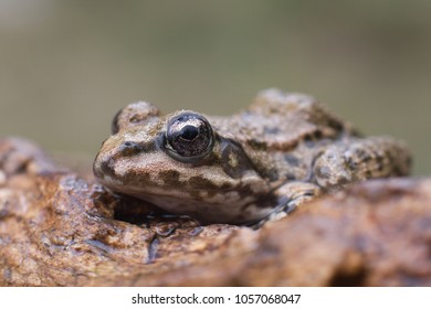 Eurasian Marsh Frog