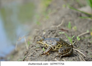 Eurasian Marsh Frog (Pelophylax Ridibundus )