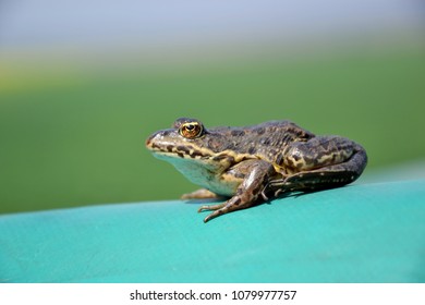 Eurasian Marsh Frog (Pelophylax Ridibundus )