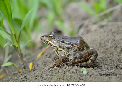 Eurasian Marsh Frog (Pelophylax Ridibundus )