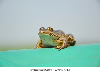 Eurasian Marsh Frog (Pelophylax Ridibundus )