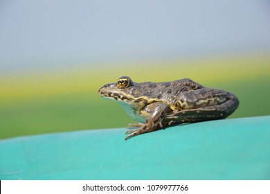 Eurasian Marsh Frog (Pelophylax Ridibundus )