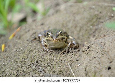 Eurasian Marsh Frog (Pelophylax Ridibundus )