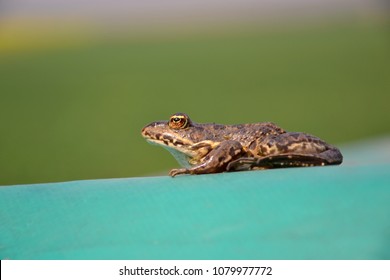 Eurasian Marsh Frog (Pelophylax Ridibundus )