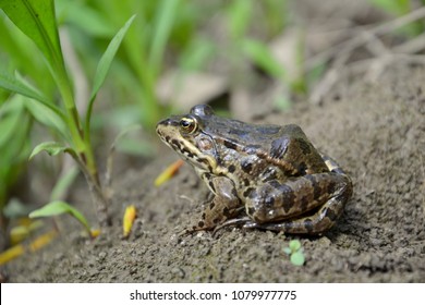 Eurasian Marsh Frog (Pelophylax Ridibundus )