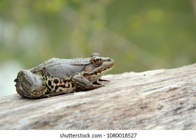 Eurasian Marsh Frog (Pelophylax Ridibundus )