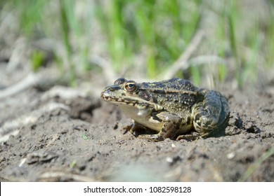 Eurasian Marsh Frog (Pelophylax Ridibundus )