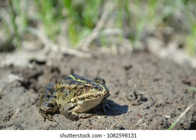 Eurasian Marsh Frog (Pelophylax Ridibundus )