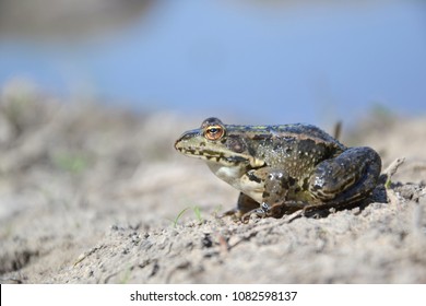 Eurasian Marsh Frog (Pelophylax Ridibundus )