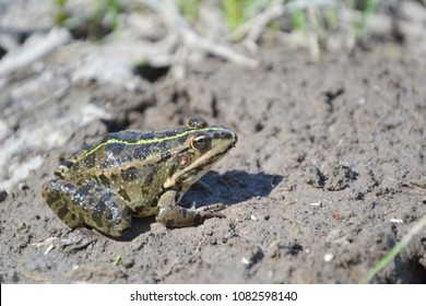 Eurasian Marsh Frog (Pelophylax Ridibundus )