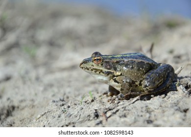 Eurasian Marsh Frog (Pelophylax Ridibundus )