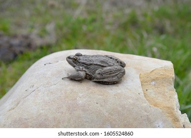 Eurasian Marsh Frog (Pelophylax Ridibundus )