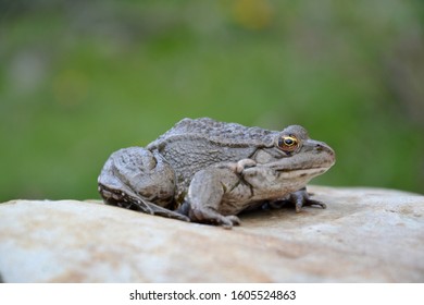 Eurasian Marsh Frog (Pelophylax Ridibundus )