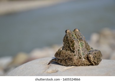 Eurasian Marsh Frog (Pelophylax Ridibundus )