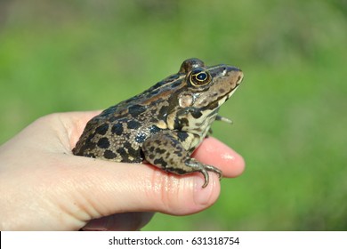 Eurasian Marsh Frog (Pelophylax Ridibundus)