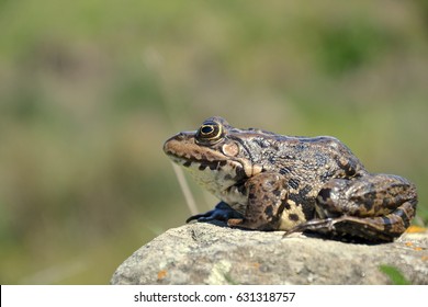 Eurasian Marsh Frog (Pelophylax Ridibundus)