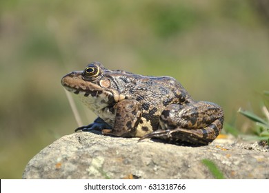 Eurasian Marsh Frog (Pelophylax Ridibundus)