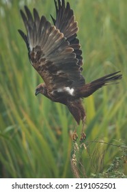 Eurasian Marsh Harrier Takeoff At Bhigwan Bird Sanctuary, Maharashtra