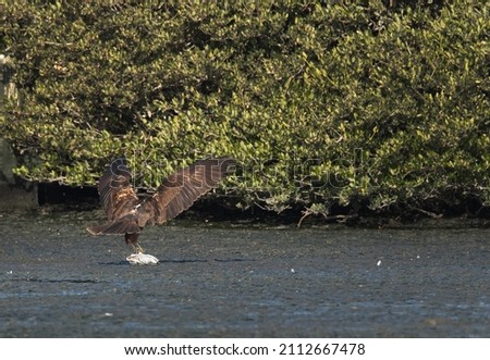 Eurasian Marsh harrier trying to pull up a gull after killing it, Bahrain