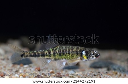 The Eurasian minnow, minnow or common minnow (Phoxinus phoxinus)