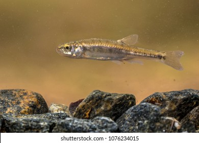 Eurasian Minnow (Phoxinus Phoxinus) Is A Small Species Of Freshwater Fish In The Carp Family Cyprinidae. Swimming In River With Rocky Bottom.