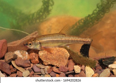 Eurasian Minnow, Phoxinus Phoxinus. Taken River Exe, England.