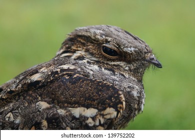 Eurasian Nightjar