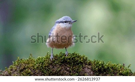 Eurasian Nuthatch bird perching on a mossy branch