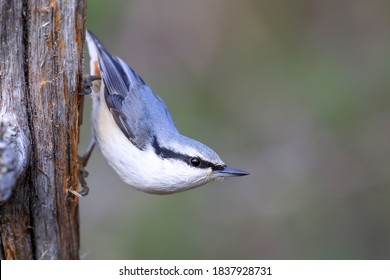 Eurasian Nuthatch is blue-backed little bird