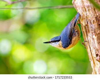 Eurasian nuthatch also called wood nuthatch hanging on a tree trunk in the forest
