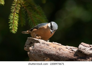 The Eurasian Nuthatch Eating On A Feeder-stump,   Moss Covered Log Foraging For Seeds, Nuts And Dried Mealworms.  Seed In The Beak. Europe. Hungry Birds.