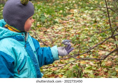 The Eurasian Nuthatch Eats Seeds From A Palm Of Little Boy. A Tit Bird Sitting On The Hand And Eating Seeds. Hungry Wood Nuthatch Eating Nuts From A Hand During Autumn