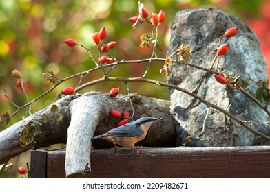 The Eurasian Nuthatch Landed On A Feeder Stump, Moss Covered Log, Foraging For Seeds, Nuts, Dried Mealworms And Suet Cake, Fat Cake. Europe,autumn, October, Sunny Day In The Garden.