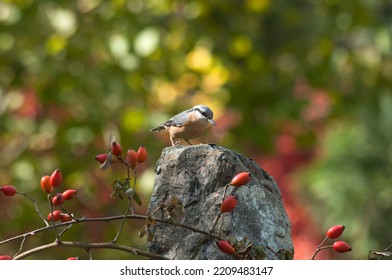 The Eurasian Nuthatch Landed On A Feeder Stump,   Moss Covered Log, Foraging For Seeds, Nuts, Dried Mealworms And Suet Cake, Fat Cake. Europe,autumn, October, Sunny Day In The Garden.