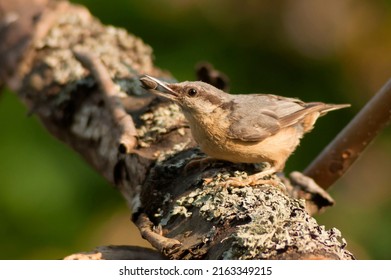 The Eurasian Nuthatch Landed On A Feeder-stump,   Moss Covered Log Foraging For Seeds, Nuts And Dried Mealworms. Seed In The Beak. Europe. Eating And Hungry Bird.