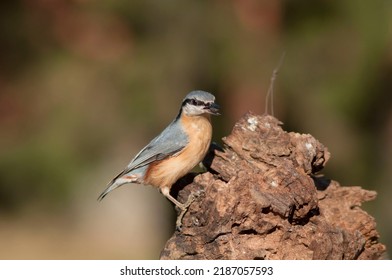 The Eurasian Nuthatch Landed On A Feeder-stump,   Moss Covered Log Foraging For Seeds, Nuts And Dried Mealworms. Seed In The Beak. Europe.Eating   And Hungry Bird.
