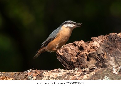 The Eurasian Nuthatch Landed On A Feeder-stump,   Moss Covered Log Foraging For Seeds, Nuts And Dried Mealworms. Europe. Seed In  The Beak.Birds On Feeder.